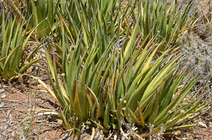 Agave lechuguilla, Lechuguilla